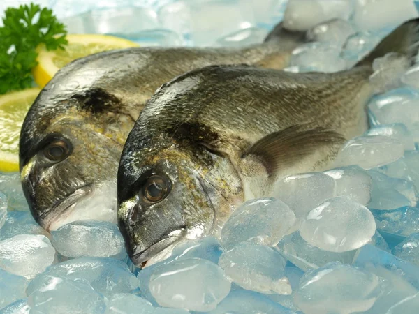 Seafood stall — Stock Photo, Image