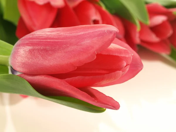 Tulipan, szczegół — Zdjęcie stockowe