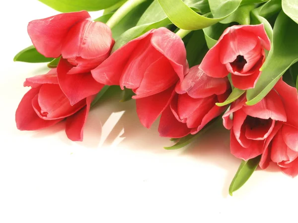 Куча тюльпанов, крупный план — стоковое фото