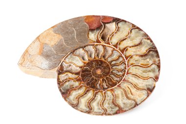 güzel Ammonit mineral yalıtılmış
