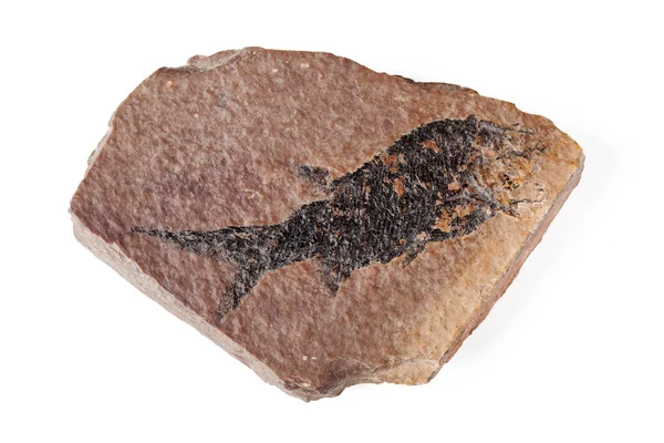 Fossile avec empreinte de poisson — Photo