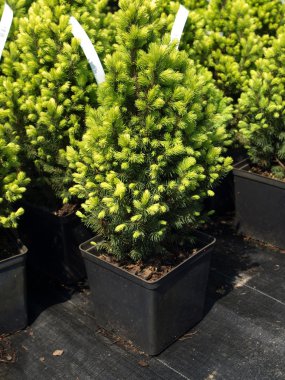 picea glauca