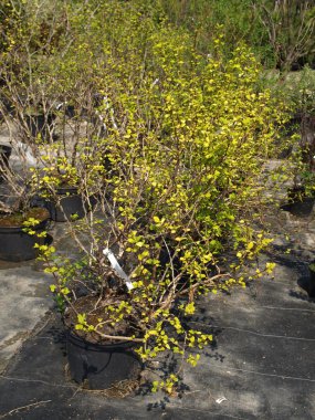 Physocarpus opulifolius clipart