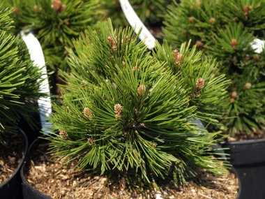 Pinus leucodermis, portre