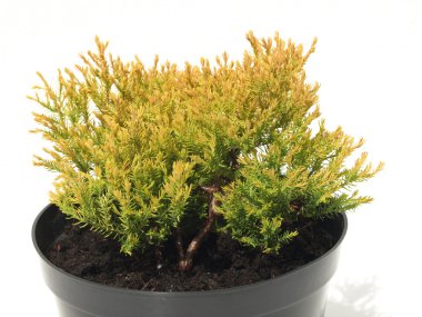 izole, ardıç, portre