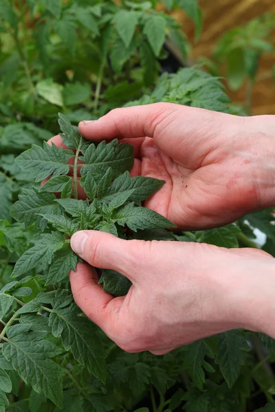 Tomatenplant controleren — Stockfoto