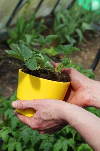 Jordgubbar plantor i blomkruka — Stockfoto