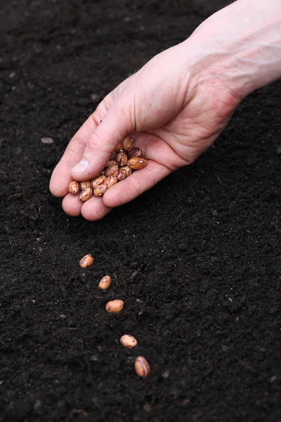 Plantation de graines dans le sol — Photo