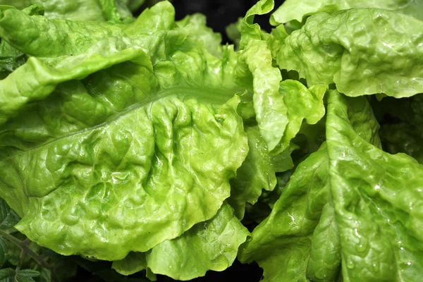 Junge saftige Salatblätter — Stockfoto