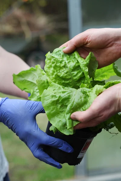 Checking new lettuce seedling — Stock Photo, Image