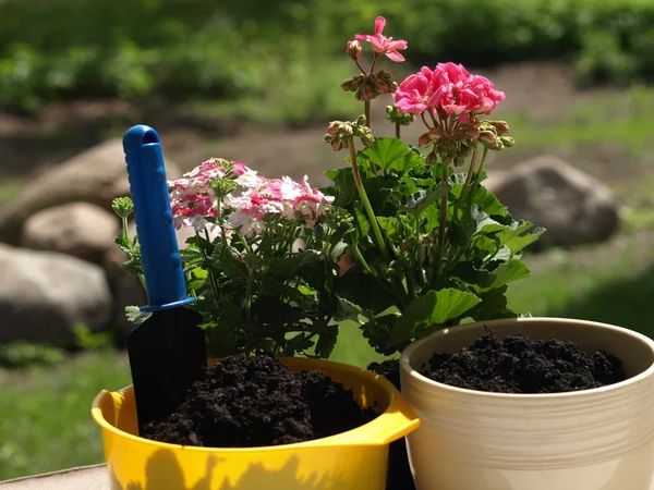 Två blomkrukor — Stockfoto