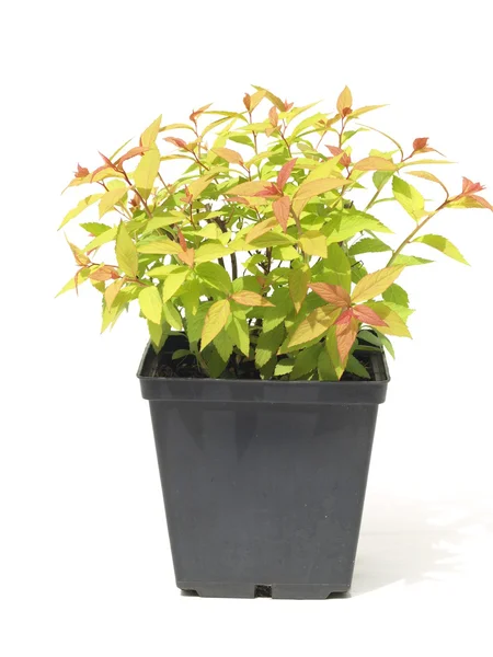 Praktspirea japonica — Stockfoto