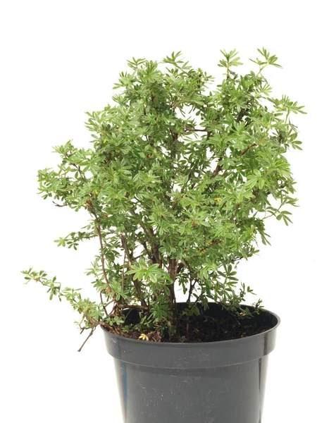 Potentila fruticosa — Foto Stock