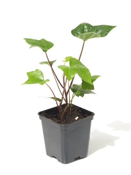 Ivy plant — Stock Photo, Image