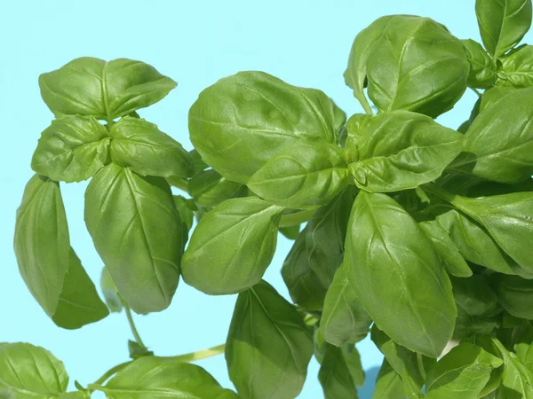 Basil leaves, close up — Stock Photo, Image