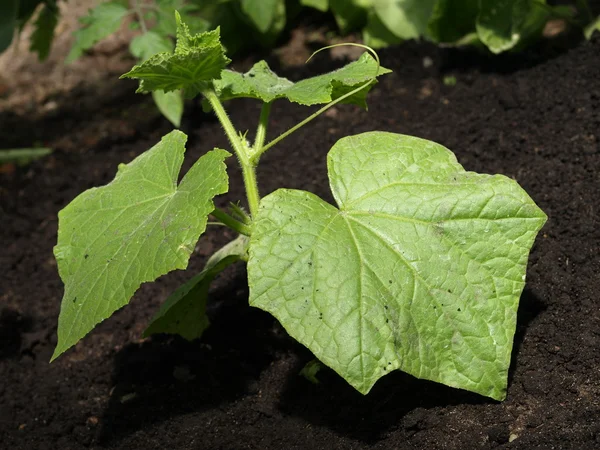 Gurka blad — Stockfoto