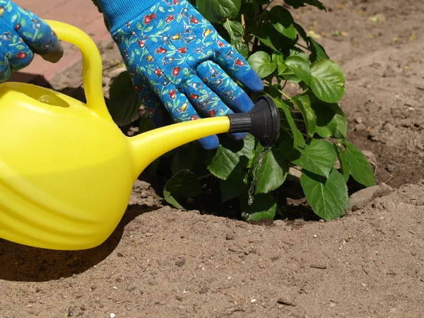 Yellow watering can — Stock Photo, Image