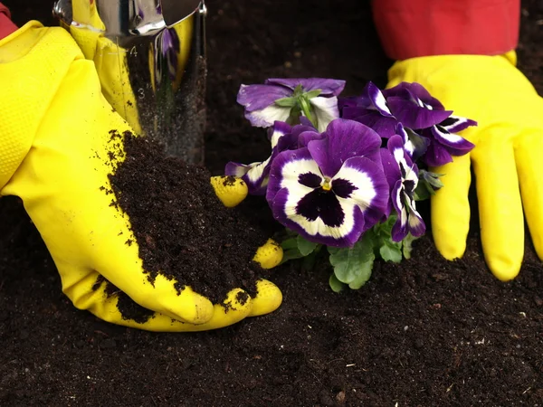 Gartenarbeit mit Stiefmütterchen — Stockfoto