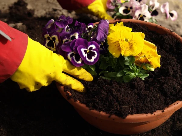 Plantar flores — Fotografia de Stock