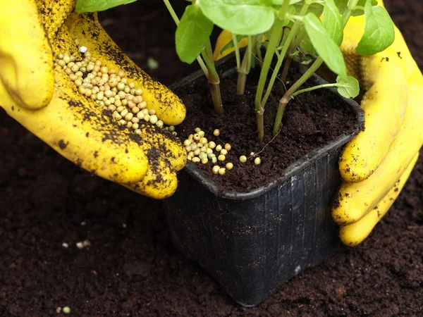 Fertilización, primer plano — Foto de Stock