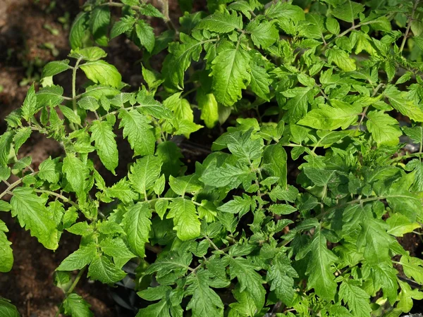 Plántulas de tomate, primer plano —  Fotos de Stock