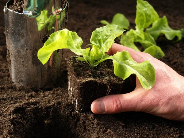 Mudas plantadas — Fotografia de Stock