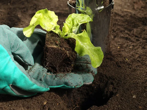 Plantera sallad, närbild — Stockfoto