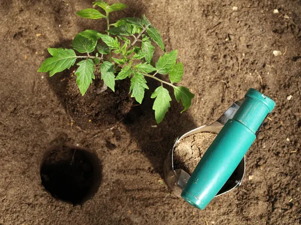 Tomatenplant — Stockfoto