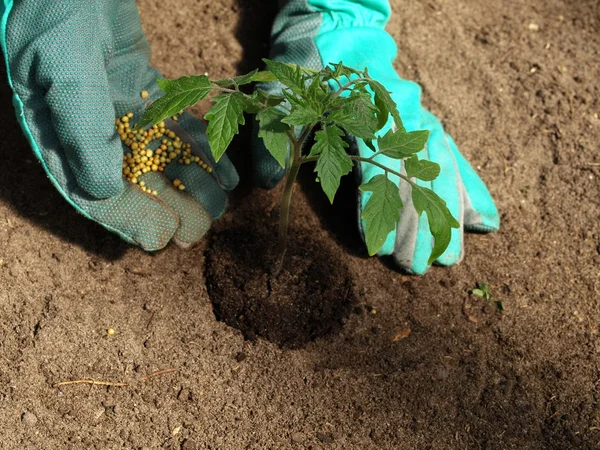 Tomatendünger — Stockfoto