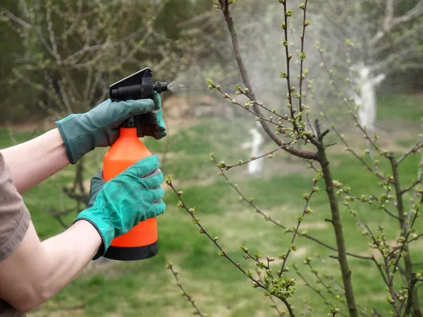 Spraying plants with a sprayer — Stock Photo, Image