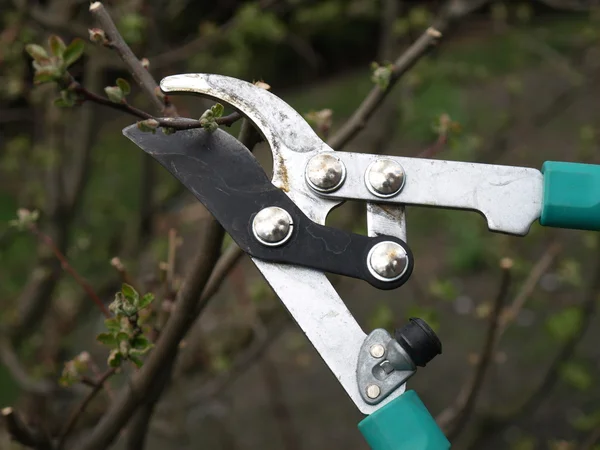 Shearing tree — Stock Photo, Image