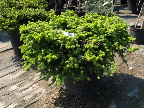 Picea Glauca "Blanco de Margarita " —  Fotos de Stock