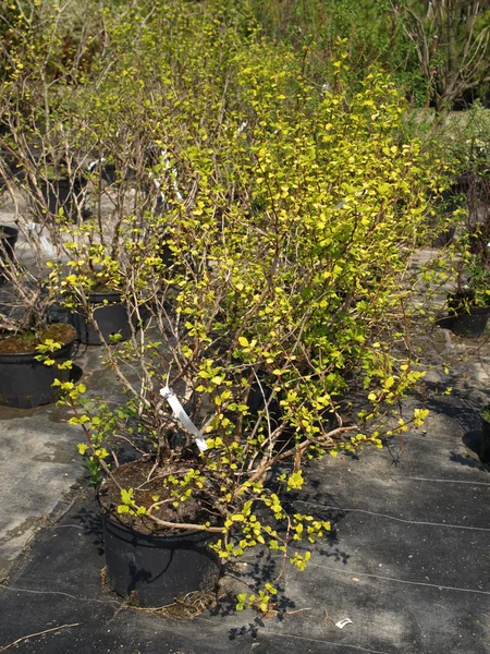 Physocarpus opulifolius — Φωτογραφία Αρχείου