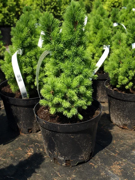 Picea glauca "conica" — Stock Photo, Image