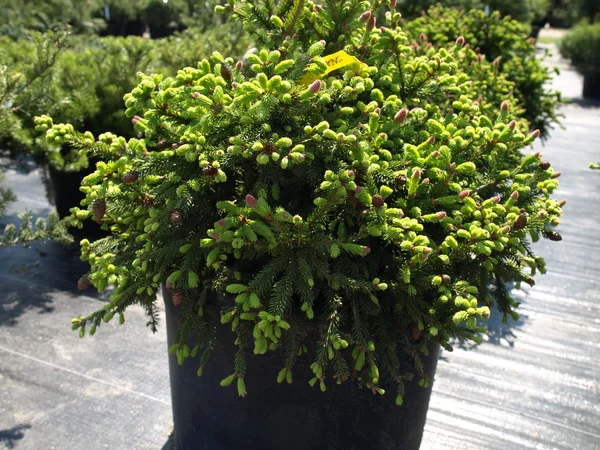 Conifer plant — Stock Photo, Image