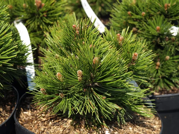 Pinus leucodermis, closeup — Stock Photo, Image