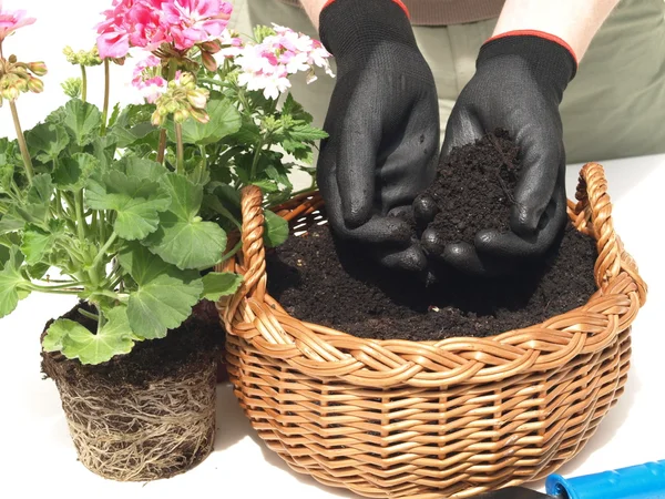 Jardineiro plantando uma flor — Fotografia de Stock