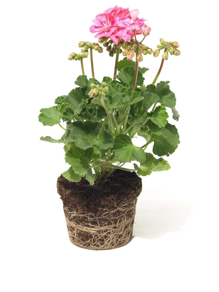 Geranium utan potten, isolerade — Stockfoto