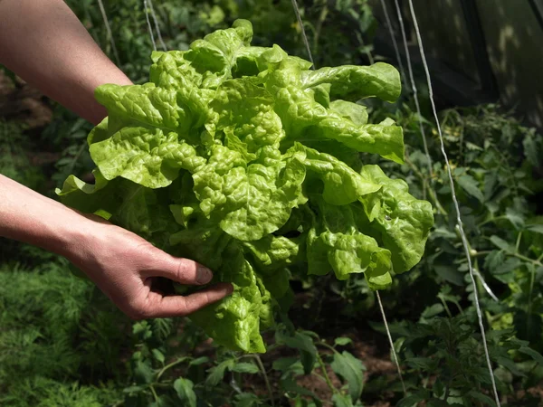 Sallad i växthus在温室中的生菜 — Stockfoto