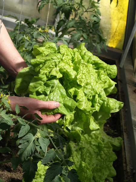 Lechuga — Foto de Stock