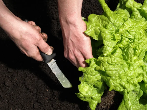 Reifer Salat — Stockfoto