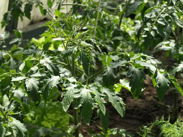 Folhas de tomate — Fotografia de Stock