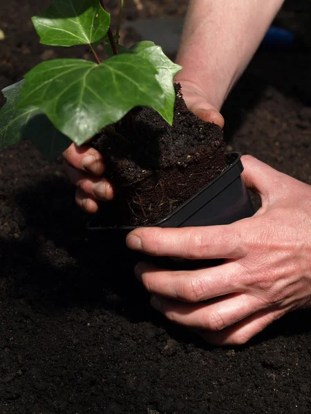 Ivy seedling — Stock Photo, Image