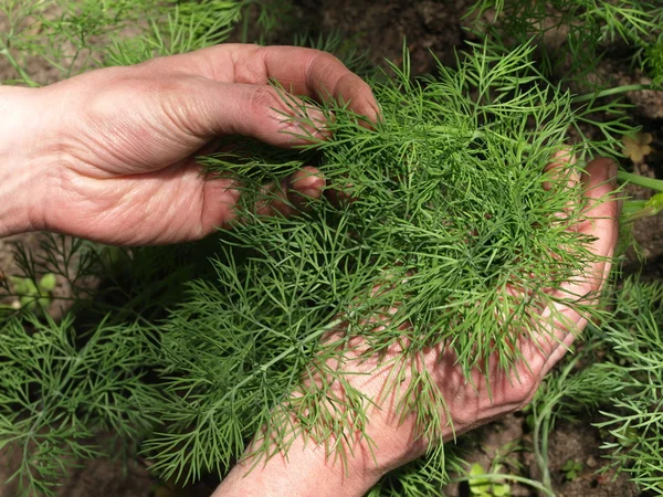 Dill — Stock Photo, Image