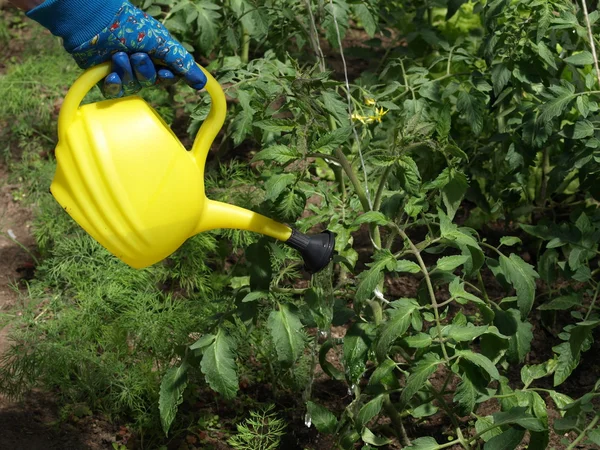 Watering seedlings — Stock Photo, Image