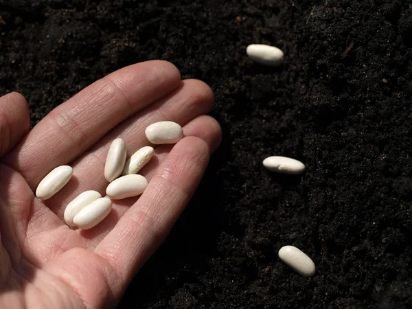 Planting bean — Stock Photo, Image