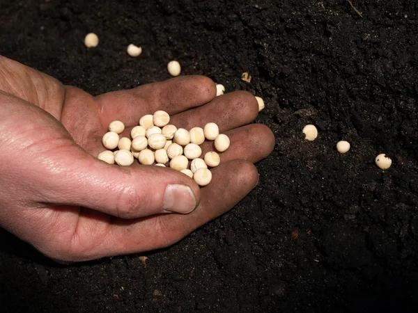 Plantar guisantes — Foto de Stock