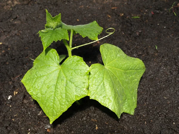 Hojas de pepino —  Fotos de Stock