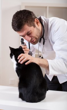 kedi mastar muayene sırasında