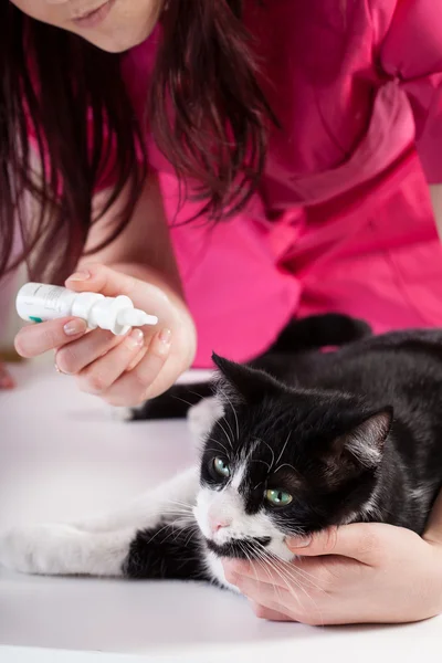 Kat tijdens oordruppels toe te passen — Stockfoto